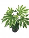 Fatsia japonica 'Spider's Web'