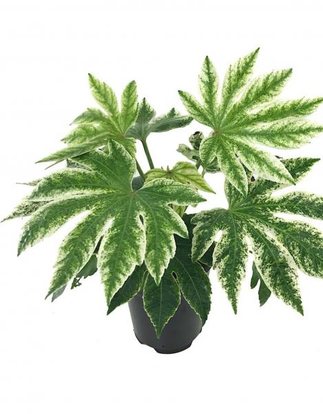 Fatsia japonica 'Spider's Web' picture