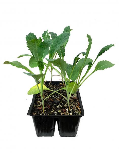 Kale 'Nero di Toscana' picture