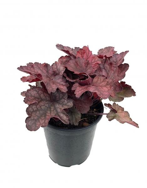 Heuchera 'Fire Chief' picture