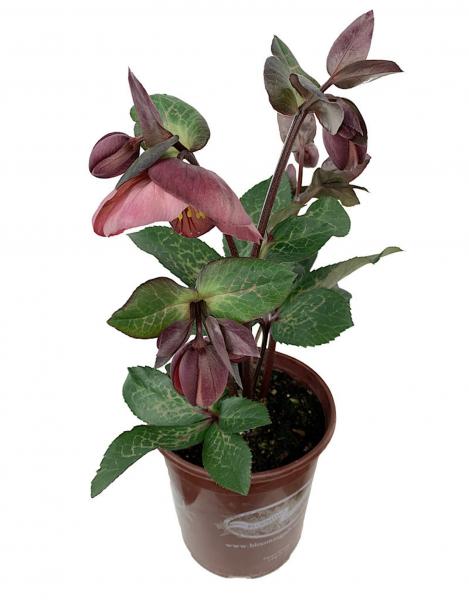 Helleborus x 'Penny's Pink' picture