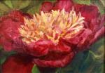 Red Peony 5x7