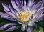 Purple water lily 5x7