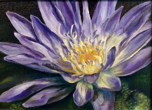 Purple water lily 5x7 picture