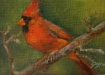 Red Cardinal