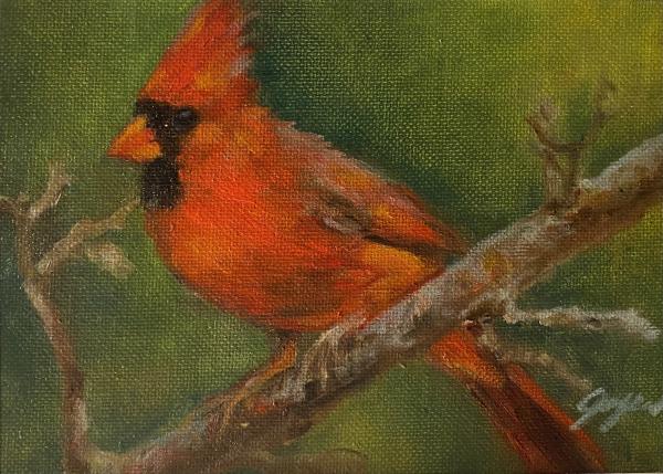 Red Cardinal