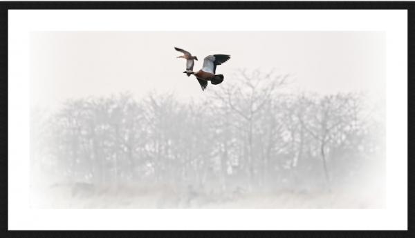 Ruddy shelducks in flight, Nepal
