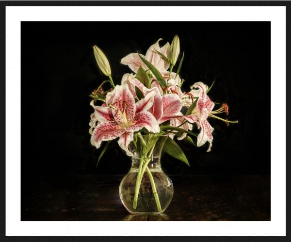 Star Gazer Still Life