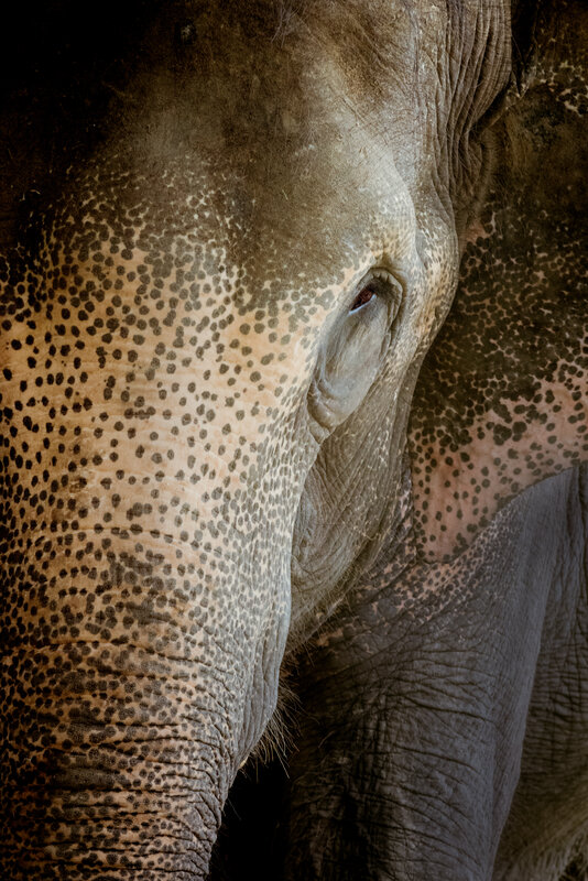 Indian Elephant - Just the Print