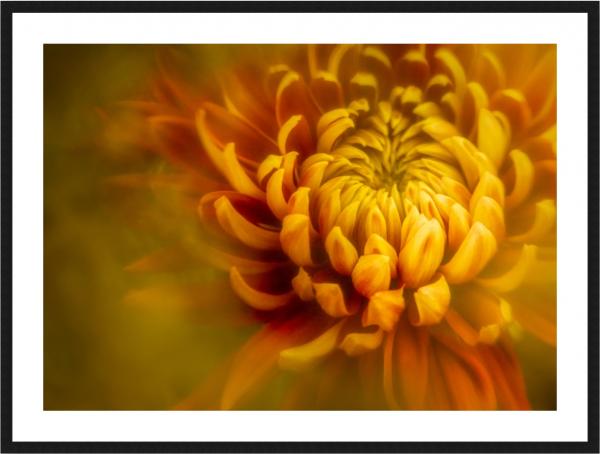 Red and Yellow 1