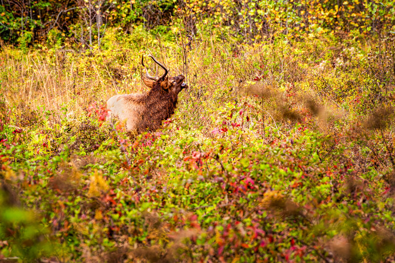 Bull Elk in Autumn - Just the Print