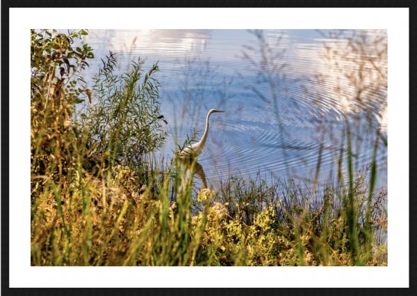 Bird Fishing in Autumn 2