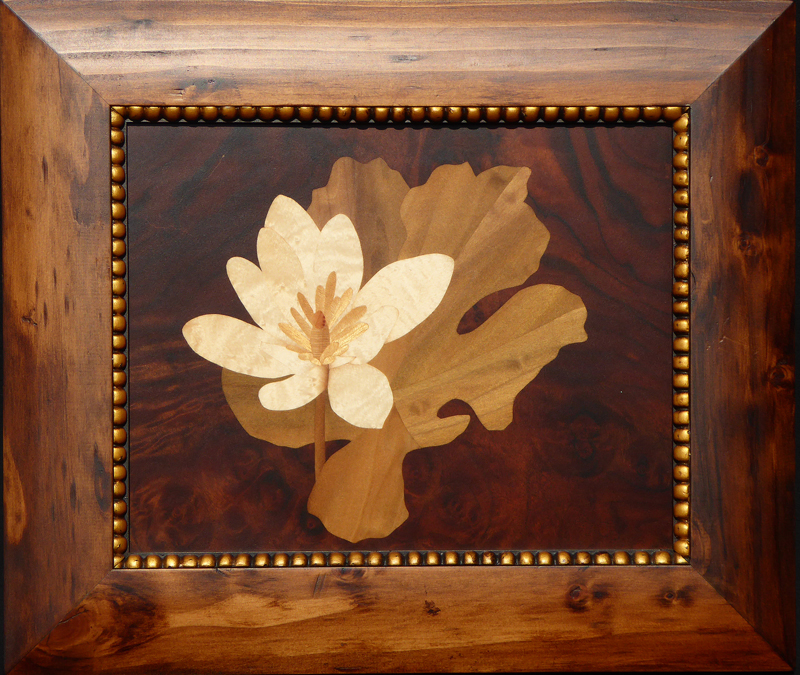 D287 Bloodroot picture