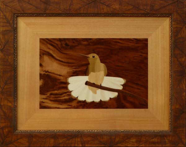 D384 Brown Fanned Tail Hummingbird