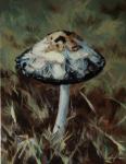 Portrait of a Mushroom