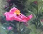Orchid Rock Rose