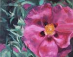 Orchid Rock Rose Triptych