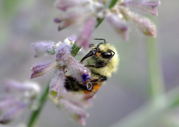 Bumbletongue