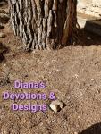 Diana's Devotions and Designs