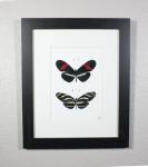 Postman Butterfly and Zebra Longwing Butterfly Print Framed