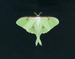 Luna Moth Print Framed