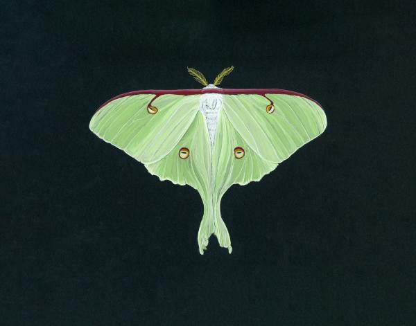 Luna Moth Print Framed picture