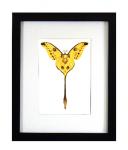 Madagascar Moon Moth Print