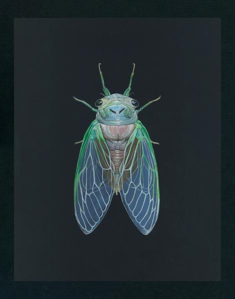 Newborn Cicada Print picture