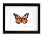 Monarch Butterfly Print Framed