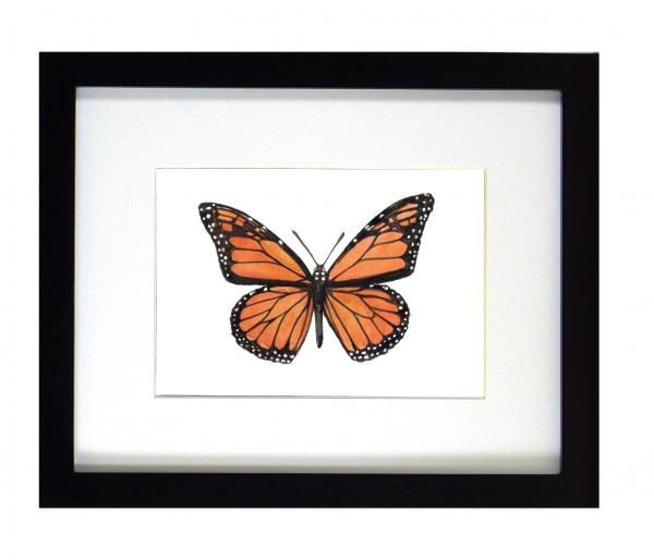 Monarch Butterfly Print Framed