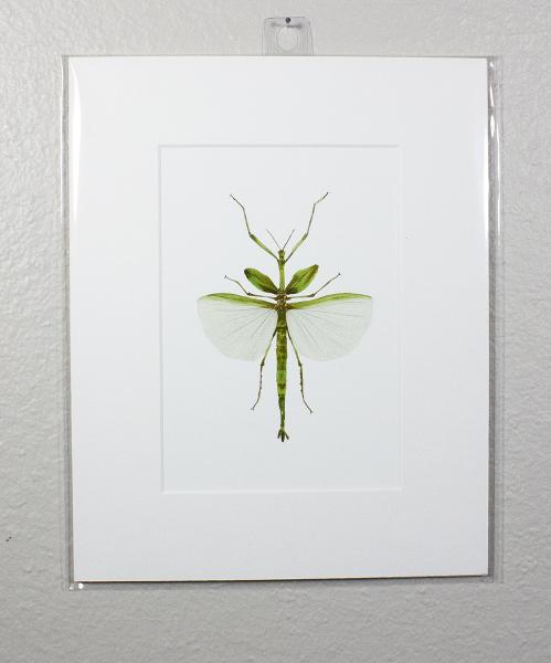 Goliath Walking Stick Print