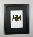 Mexican Free-tailed Bat Print Framed