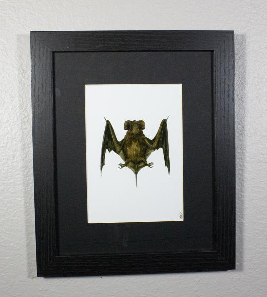 Mexican Free-tailed Bat Print Framed picture