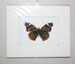 Red Admiral Butterfly Print