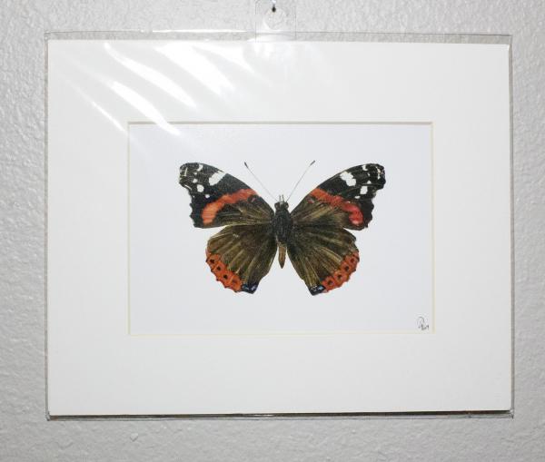 Red Admiral Butterfly Print picture