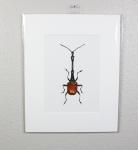 Giraffe Weevil Print