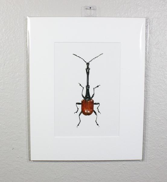 Giraffe Weevil Print picture