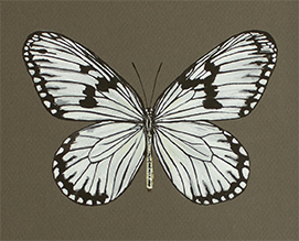 Rice Paper Butterfly Painting picture