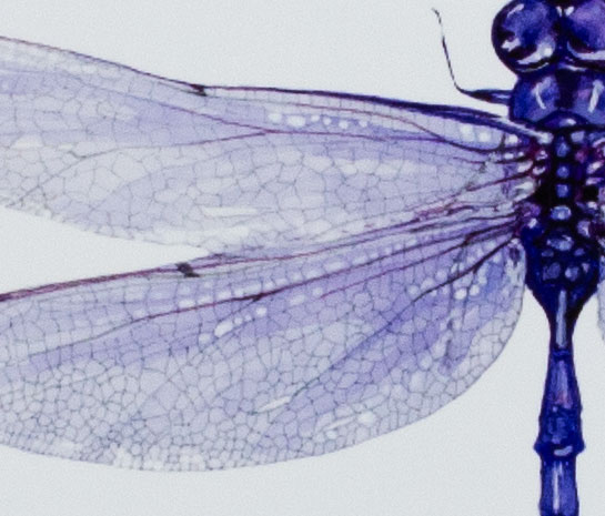 Purple Dragonfly Print picture