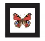 Peacock Butterfly Print