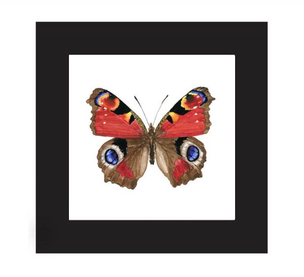 Peacock Butterfly Print picture