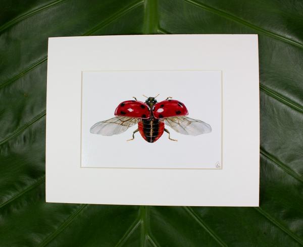 Ladybug Flying Print