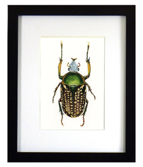 Goliath Beetle Print