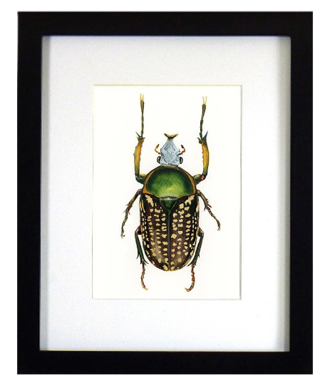 Goliath Beetle Print picture