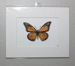 Monarch Butterfly Print