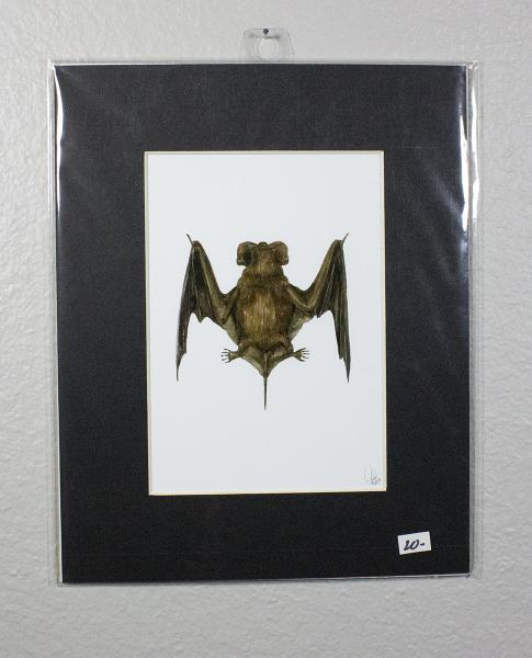 Mexican Free-tailed Bat Print