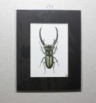 Stag Beetle Print
