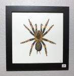 Red-Knee Tarantula Original Painting