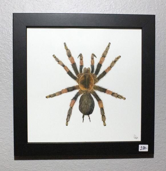 Red-Knee Tarantula Original Painting picture