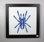 Gooty Sapphire Tarantula Original Watercolor Painting